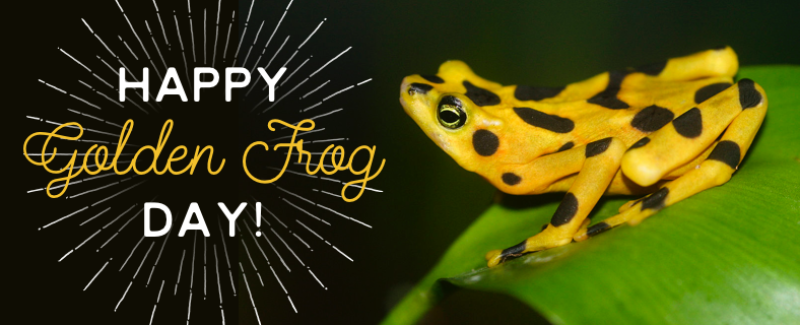 Happy Panamanian Golden Frog Day 2017